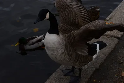 DSC_0526 (Large).JPG